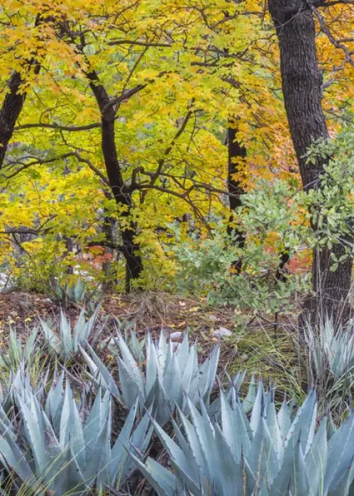 Framed Print : USA, Texas, Guadalupe Mountains National Park. Scenic of McKittrick Canyon. Credit as Framed Print : USA, Texas, Guadalupe Mountains National Park. Scenic of McKittrick Canyon. Credit as
