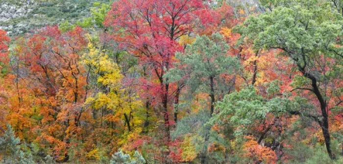 Framed Print : USA, Texas, Guadalupe Mountains National Park. Composite panoramic of McKittrick Canyon Framed Print : USA, Texas, Guadalupe Mountains National Park. Composite panoramic of McKittrick Canyon