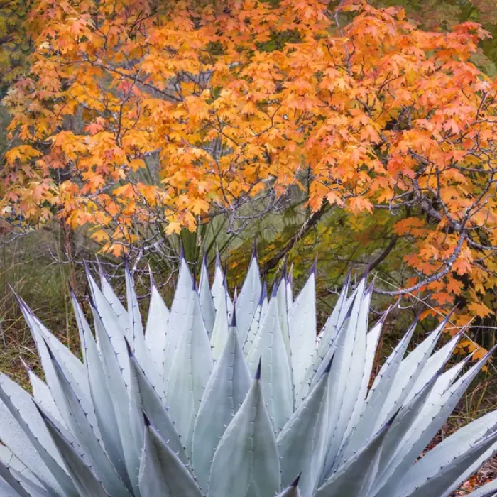 Framed Print : USA, Texas, Guadalupe Mountains National Park. Scenic of McKittrick Canyon. Credit as Framed Print : USA, Texas, Guadalupe Mountains National Park. Scenic of McKittrick Canyon. Credit as