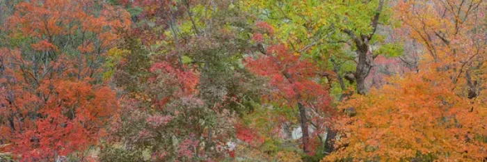 Framed Print : USA, Texas, Guadalupe Mountains National Park. Panoramic of bigtooth maple trees Framed Print : USA, Texas, Guadalupe Mountains National Park. Panoramic of bigtooth maple trees