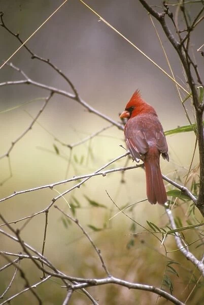 USA Texas, Gulf Coast. Northern Cardinal (Cardinalis cardinalis)