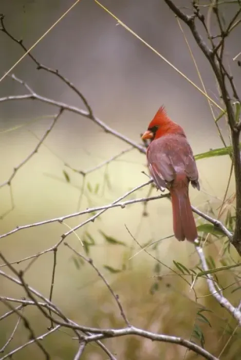 Framed Print : USA Texas, Gulf Coast. Northern Cardinal (Cardinalis cardinalis) Framed Print : USA Texas, Gulf Coast. Northern Cardinal (Cardinalis cardinalis)