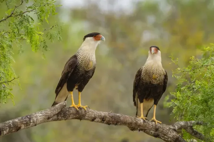 Framed Print : USA, Texas, Hidalgo County. Adult crested caracara pair on tree limb