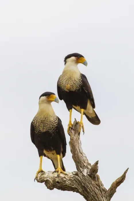 Framed Print : USA, Texas, Hidalgo County. Adult crested caracara pair on tree stump. Credit as Framed Print : USA, Texas, Hidalgo County. Adult crested caracara pair on tree stump. Credit as