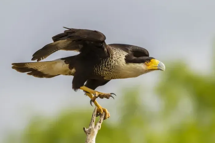 Framed Print : USA, Texas, Hidalgo County. Adult crested caracara on tree stump Framed Print : USA, Texas, Hidalgo County. Adult crested caracara on tree stump