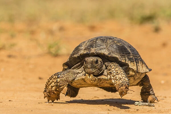 USA, Texas, Hidalgo County. Berlandiers tortoise, running