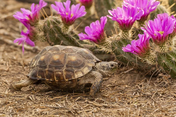 USA, Texas, Hidalgo County. Berlandiers tortoise and strawberry pataya blossoms on cacti