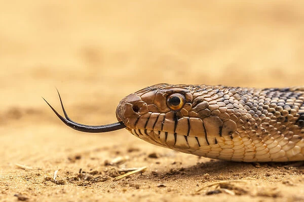 USA, Texas, Hidalgo County. Bull snake head with flicking tongue