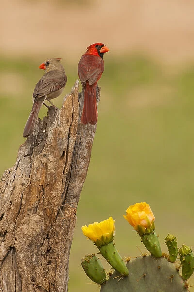 USA, Texas, Hidalgo County. Cardinal pair on stump next to prickly pear blossoms