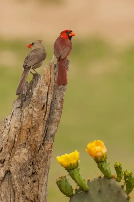 Framed Print : USA, Texas, Hidalgo County. Cardinal pair on stump next to prickly pear blossoms Framed Print : USA, Texas, Hidalgo County. Cardinal pair on stump next to prickly pear blossoms