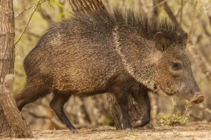 Framed Print : USA, Texas, Hidalgo County. Close-up of javelina or collared peccary
