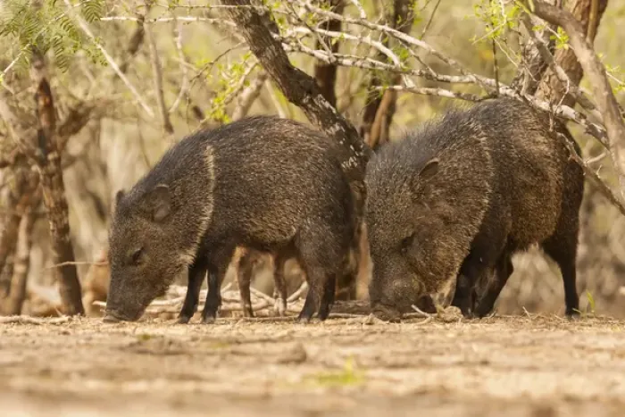Framed Print : USA, Texas, Hidalgo County. Close-up of javelinas or collared peccaries. Credit as Framed Print : USA, Texas, Hidalgo County. Close-up of javelinas or collared peccaries. Credit as