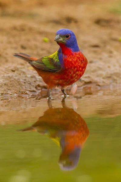 USA, Texas, Hidalgo County. Close-up of male painted bunting reflected in water. Credit as