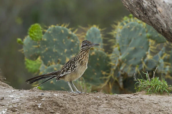 USA, Texas, Hidalgo County. Close-up of roadrunner bird next to cacti. Credit as