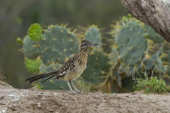 Framed Print : USA, Texas, Hidalgo County. Close-up of roadrunner bird next to cacti. Credit as Framed Print : USA, Texas, Hidalgo County. Close-up of roadrunner bird next to cacti. Credit as