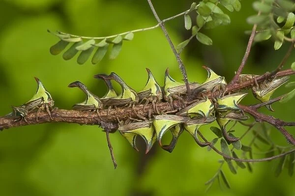 USA, Texas, Hidalgo County. Close-up of thorn treehoppers bunched on a limb