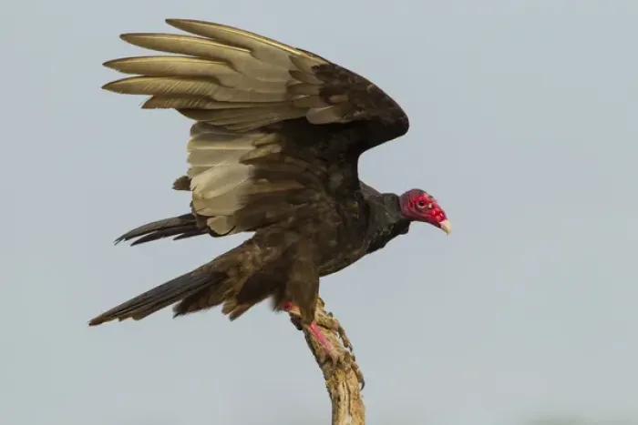 Framed Print : USA, Texas, Hidalgo County. Close-up of turkey vulture on stump