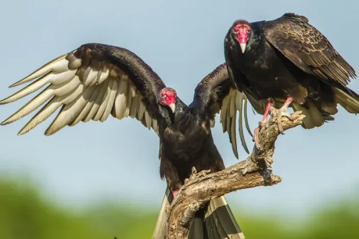 Framed Print : USA, Texas, Hidalgo County. Close-up of two turkey vultures on limb