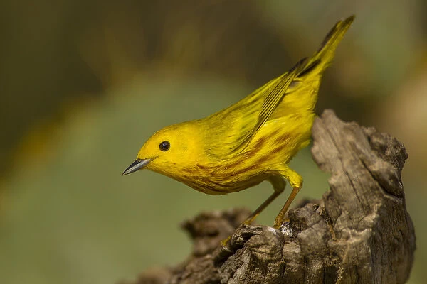 USA, Texas, Hidalgo County. Close-up of yellow warbler on log