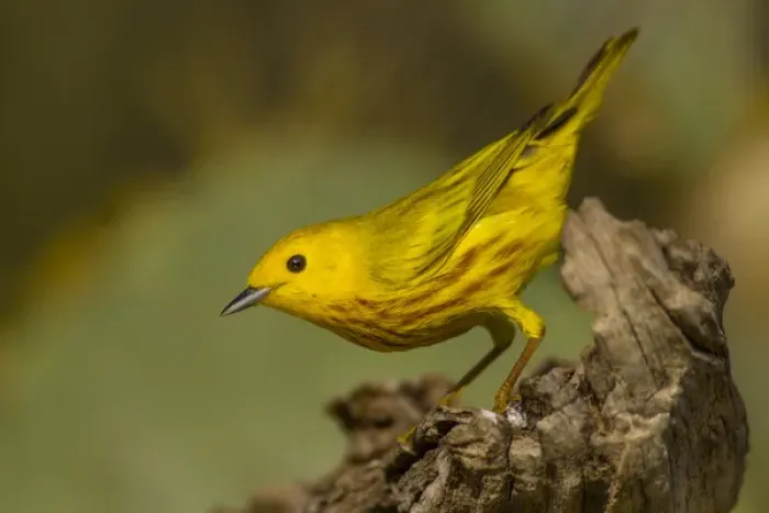 Framed Print : USA, Texas, Hidalgo County. Close-up of yellow warbler on log