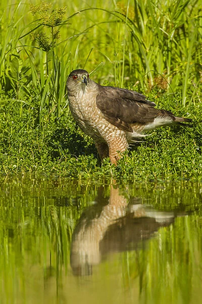 USA, Texas, Hidalgo County. Coopers hawk reflecting in water