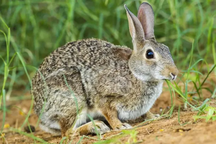 Framed Print : USA, Texas, Hidalgo County. Cottontail rabbit eating Framed Print : USA, Texas, Hidalgo County. Cottontail rabbit eating