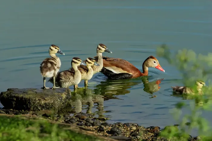 Framed Print : USA, Texas, Hidalgo County. Edinburg Scenic Wetlands and World Birding Center, black-bellied whistling duck family Framed Print : USA, Texas, Hidalgo County. Edinburg Scenic Wetlands and World Birding Center, black-bellied whistling duck family