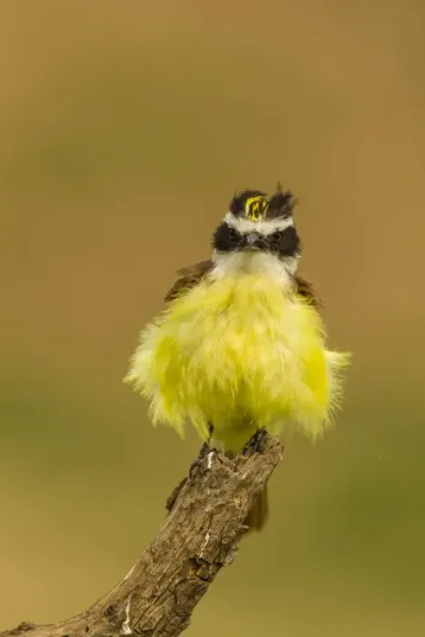 Framed Print : USA, Texas, Hidalgo County. Frontal view of fluffy kiskadee on stump Framed Print : USA, Texas, Hidalgo County. Frontal view of fluffy kiskadee on stump