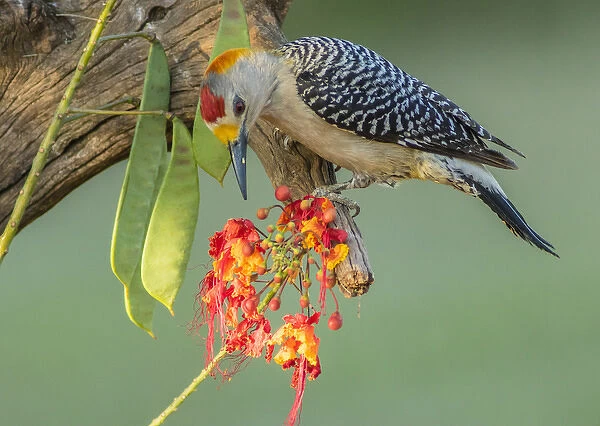 USA, Texas, Hidalgo County. Golden-fronted woodpecker on log