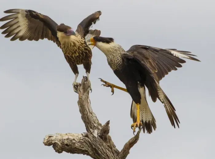 Framed Print : USA, Texas, Hidalgo County. Juvenile and adult crested caracaras vying for space on stump