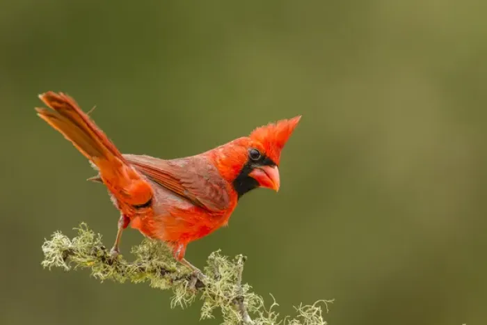 Framed Print : USA, Texas, Hidalgo County. Male cardinal on limb