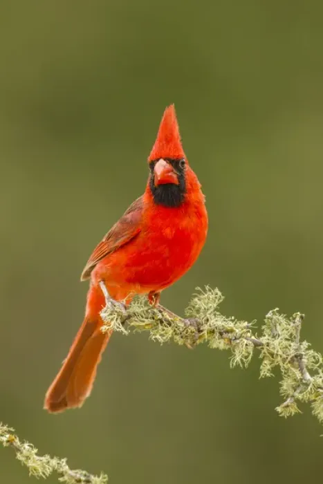 Framed Print : USA, Texas, Hidalgo County. Male cardinal on limb Framed Print : USA, Texas, Hidalgo County. Male cardinal on limb