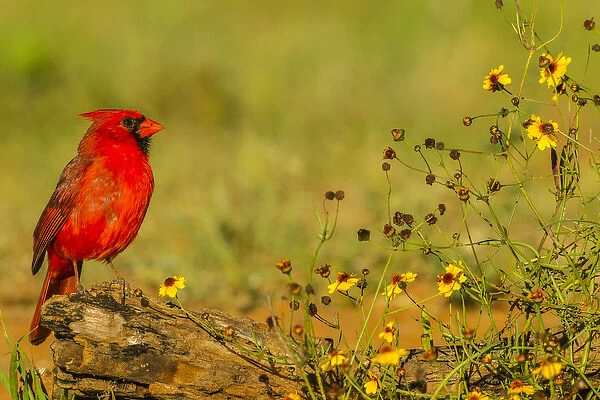 USA, Texas, Hidalgo County. Male cardinal on log