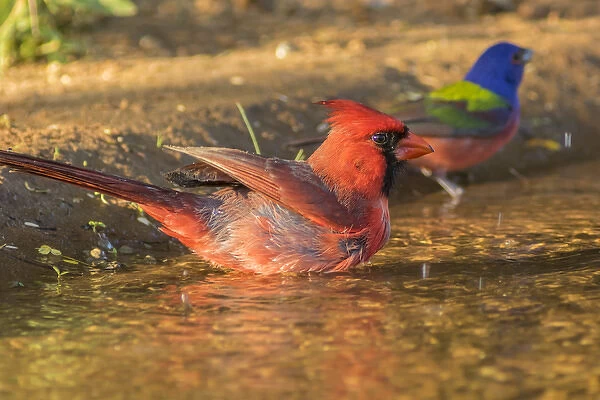 USA, Texas, Hidalgo County. Male cardinal and painted bunting