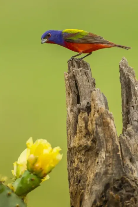 Framed Print : USA, Texas, Hidalgo County. Male painted bunting on stump next to prickly pear blossoms Framed Print : USA, Texas, Hidalgo County. Male painted bunting on stump next to prickly pear blossoms