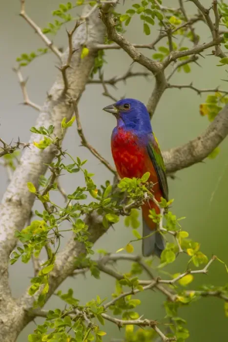 Framed Print : USA, Texas, Hidalgo County. Male painted bunting in thorny tree Framed Print : USA, Texas, Hidalgo County. Male painted bunting in thorny tree
