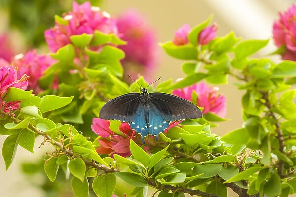 USA, Texas, Hidalgo County. Pipevine swallowtail butterfly on branch
