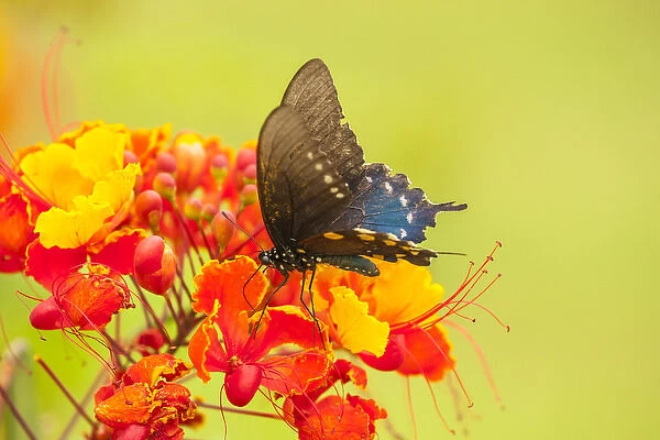 USA, Texas, Hidalgo County. Pipevine swallowtail butterfly on flower