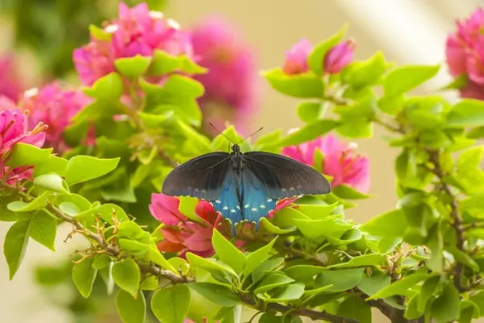 Framed Print : USA, Texas, Hidalgo County. Pipevine swallowtail butterfly on branch Framed Print : USA, Texas, Hidalgo County. Pipevine swallowtail butterfly on branch