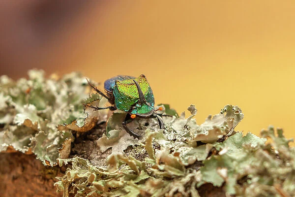 USA, Texas, Hidalgo County. Rainbow scarab beetle close-up