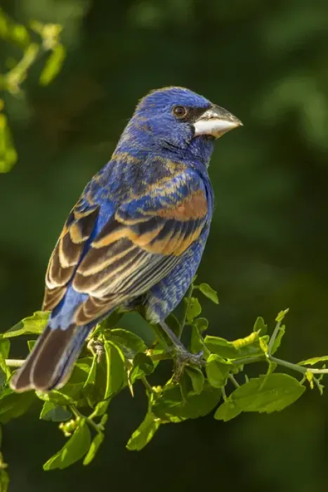 Framed Print : USA, Texas, Hidalgo County. Rear close-up of male blue grosbeak on branch. Credit as Framed Print : USA, Texas, Hidalgo County. Rear close-up of male blue grosbeak on branch. Credit as