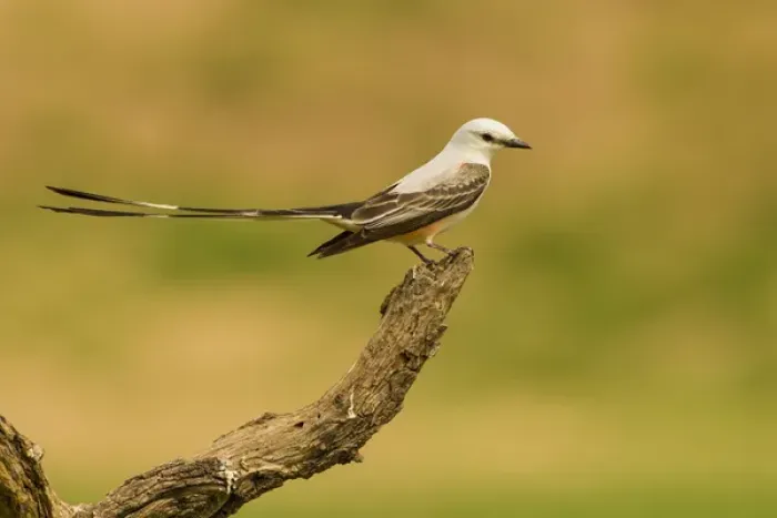 Framed Print : USA, Texas, Hidalgo County. Scissor-tailed flycatcher on limb Framed Print : USA, Texas, Hidalgo County. Scissor-tailed flycatcher on limb