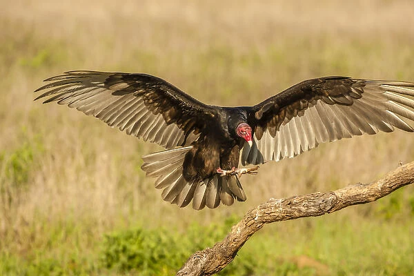 USA, Texas, Hidalgo County. Turkey vulture landing on limb