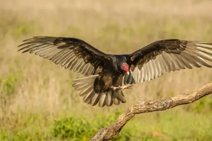 Framed Print : USA, Texas, Hidalgo County. Turkey vulture landing on limb