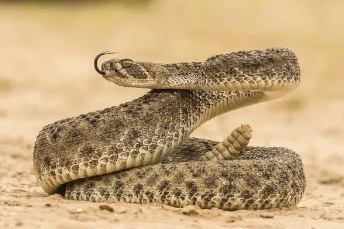 Framed Print : USA, Texas, Hidalgo County. Western diamondback rattlesnake coiled to strike. Credit as