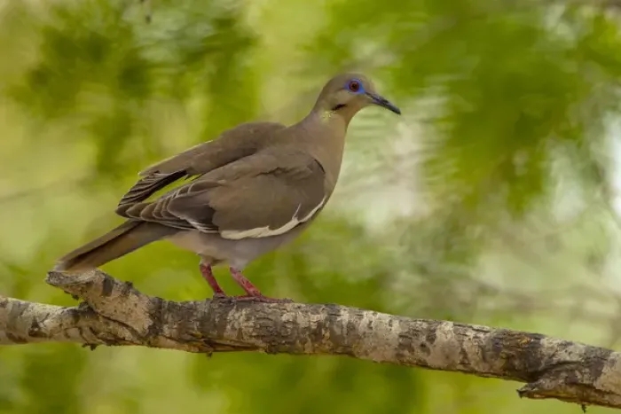 Framed Print : USA, Texas, Hidalgo County. White-winged dove on limb