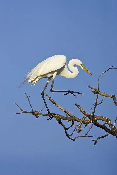 USA, Texas, High Island. Great egret in breeding plumage at High Island Rookery