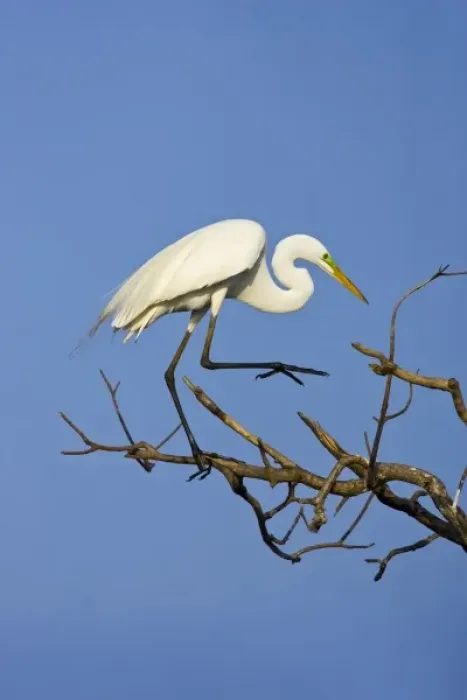 Framed Print : USA, Texas, High Island. Great egret in breeding plumage at High Island Rookery Framed Print : USA, Texas, High Island. Great egret in breeding plumage at High Island Rookery