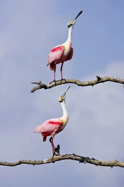 USA, Texas, High Island, High Island Rookery. Roseate spoonbill pair in mating display