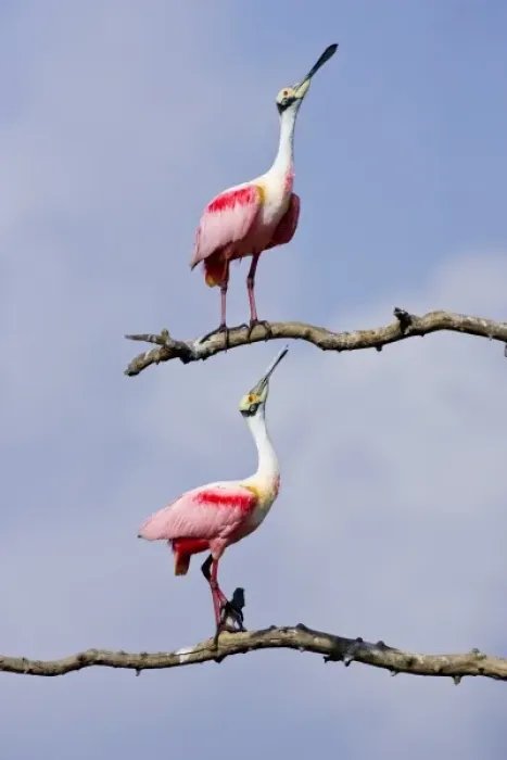 Framed Print : USA, Texas, High Island, High Island Rookery. Roseate spoonbill pair in mating display Framed Print : USA, Texas, High Island, High Island Rookery. Roseate spoonbill pair in mating display